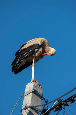 Tired stork with long red beak resting on the poleの写真素材
