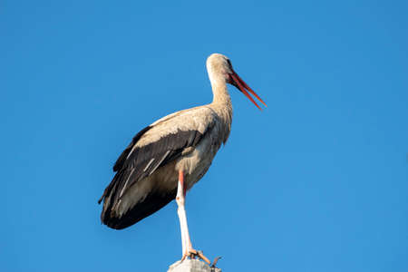 Tired stork with long red beak resting on the poleの写真素材