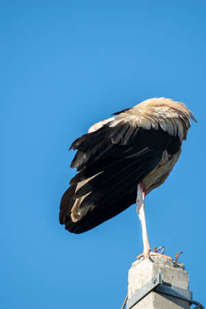Tired stork with long red beak resting on the poleの写真素材