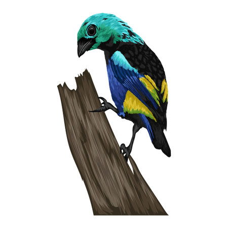 Colorful bird vector illustrationのイラスト素材