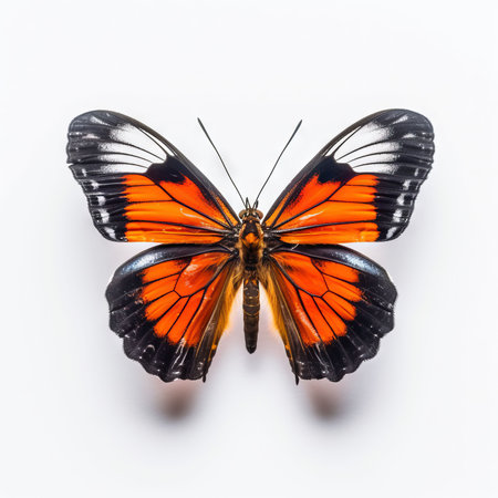 Butterfly isolated on white background. Colorful butterfly wings.の素材