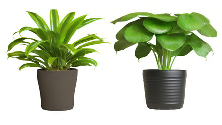 3d render of a house plant in a pot isolated on white backgroundの素材
