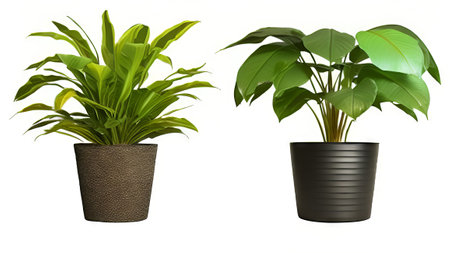 House plants in pots isolated on white background. 3D rendering.の素材