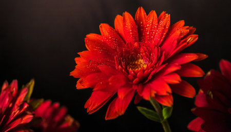 Beautiful red chrysanthemum flowers on a black backgroundの素材