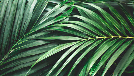 Tropical palm leaves background. Close up of green tropical palm leaf textureの素材