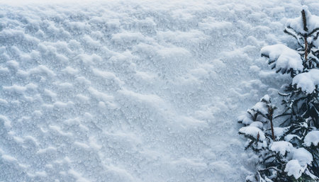 Snow covered fir tree branches in winter forest. Winter nature background.の素材