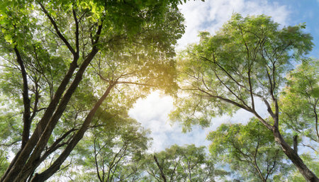 Green leaves in the forest with blue sky background and sun ray.の素材
