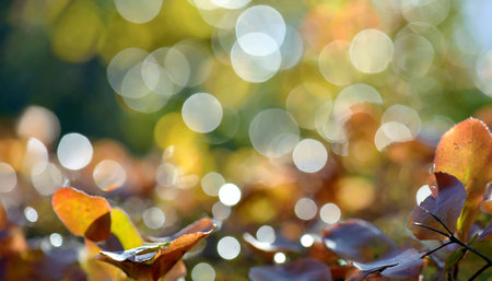 Autumn leaves with bokeh lights and water drops background.の素材