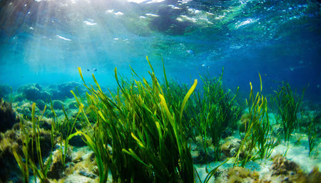 Underwater view of the seabed with algae and sun raysの素材