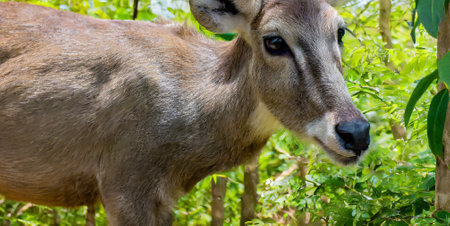 Portrait of a female sika deer (lat. Sika deer)の素材
