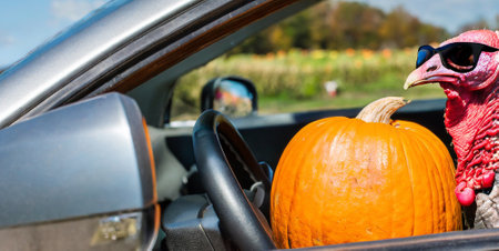 Turkey and pumpkins in the car. Thanksgiving day. Autumn.の素材