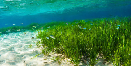 Aquatic plants and algae in the clear water of the oceanの素材