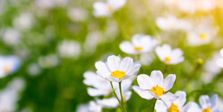White daisy flowers in the garden. Nature background. Soft focus.の素材