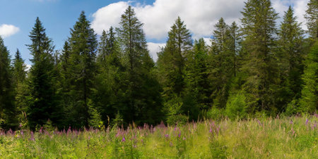 Panoramic view of meadow with wildflowers in Carpathian mountainsの素材