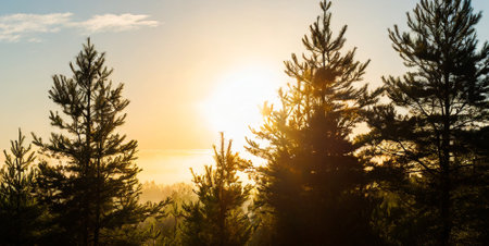 Sunset in the forest with coniferous trees. Landscape.