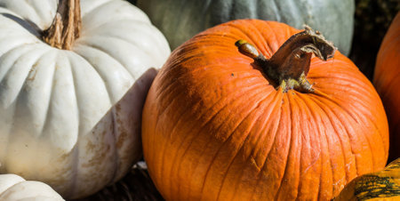 Pumpkins on display at the local farmer's  market.の素材