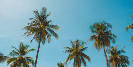 Coconut palm trees on blue sky background - vintage filter effectの素材