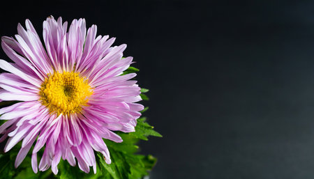 Purple chrysanthemum flower on black background with copy spaceの素材