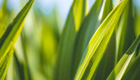 Close up of green leaves of corn in the field. Selective focus.の素材