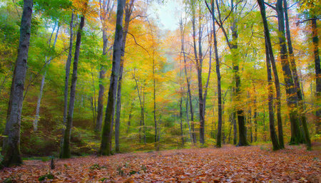 Autumn forest in the morning. Autumn landscape with colorful forest.の素材