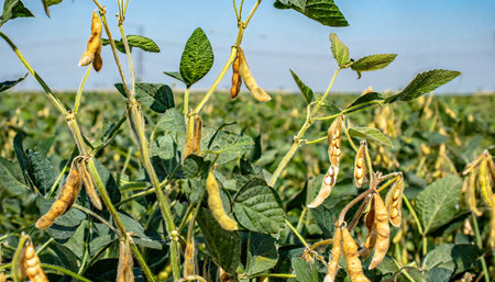 Soybean field with pods of soybeans ready for harvest.の素材