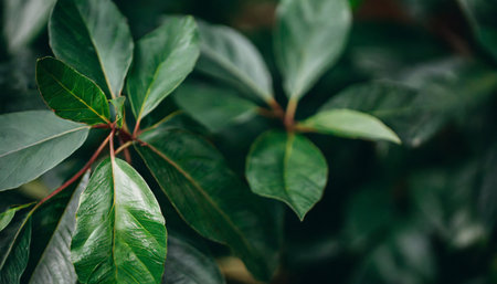 Green leaves background. Natural background of green leaves with copy space.の素材