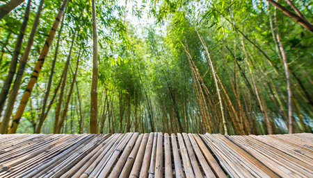 Bamboo forest in the morning, bamboo forest in thailand.の素材