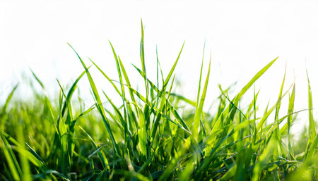 Green grass close-up on a white background. Selective focus.の素材