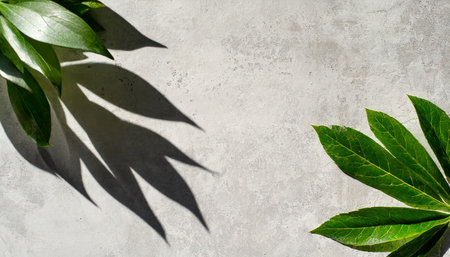 Green leaves on concrete background with shadow. Flat lay, top view.の素材