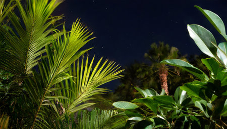 Night landscape with starry sky and palm trees in the foreground.の素材