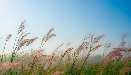 Grass flower blooming in the morning on blue sky background.の素材