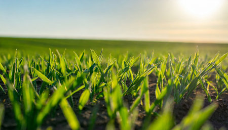 Young green wheat growing on a field in the spring at sunset.の素材