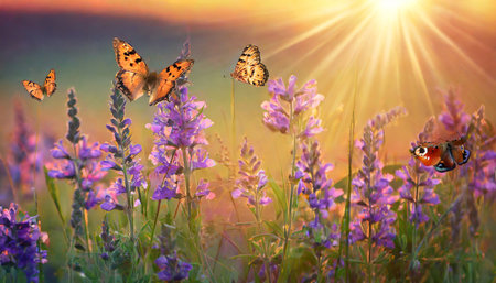 art beautiful summer sunset background with blooming wild lovanda flowers and flying butterflies in a sunny meadowの素材
