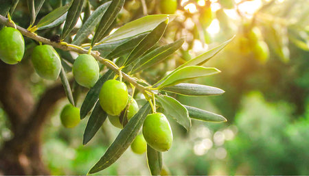 olive fruit tree garden branch close up sunlight background mediterranean olive trees growingの素材