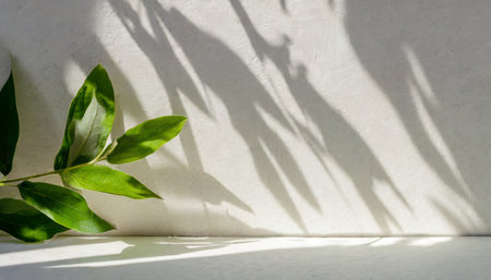 an original light background image with a slight shadow of a plant for the presentation of various products or goodsの素材