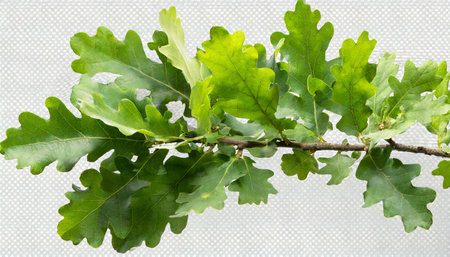 green oak branch with leaves png file of isolated cutout object on transparent backgroundの素材