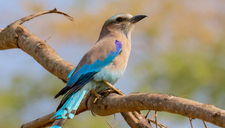 Indian Roller, Coracias caudatus, single bird on branch, South Africaの素材