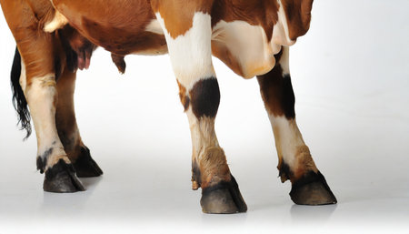Cow isolated on white background. Cow's legs and hooves.の素材