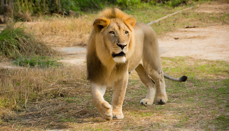 Lion walking in the savannah of the National Park of Kenyaの素材