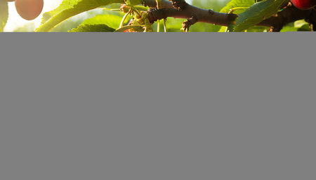 Ripe cherries on the branches of a cherry tree in the gardenの素材