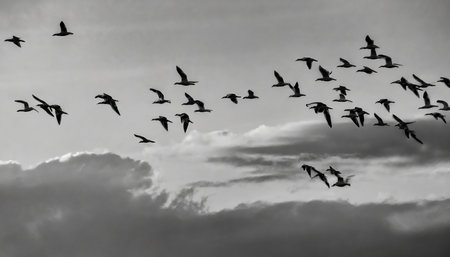 flock of birds flying in a cloudy sky, monochromeの素材