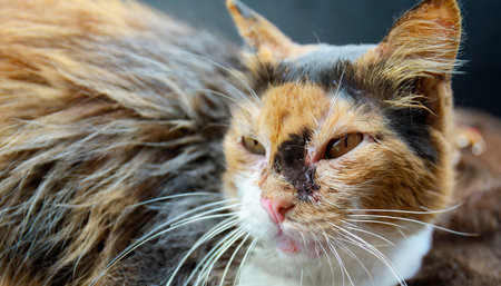 Close up of cat's face. Shallow depth of field.の素材