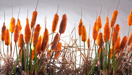 Cattail plants in autumn, close-up, selective focusの素材