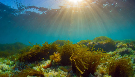 Underwater view of seabed with seaweed and sunbeamsの素材