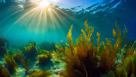 Underwater view of the coral reef with seaweed and sun raysの素材