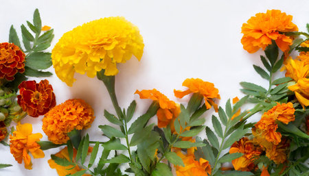 Bouquet of marigold flowers on a white background.の素材
