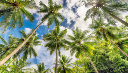 green palm trees against blue sky and white clouds tropical jungle forest with bright blue sky panoramic nature banner idyllic natural landscape looking up low point of view summer travelingの素材