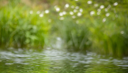 blurred image of natural background from water and plantsの素材