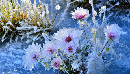 the captivating beauty of ice flowers blooming outside during the winter season beautiful ice flowersの素材