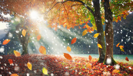 light breaks through the autumn leaves of treesの素材